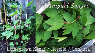 Growing Manipuri Sougri/Shougri in Canada I Roselle | Gongura I Hibiscus cannabinus I kenaf