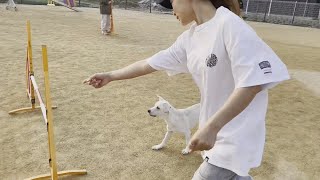 [My Pet] 강아지 어질리티 훈련, Dog Agility Training