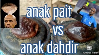 ngadu Muncang anak pait vs anak dahdir!!! #ngadumuncang #kemiri #kemirifighter #kemiriadu