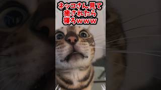 ネッコさん見て癒されたら寝ろｗｗｗ #動物 #ネコ #2ch動物スレ