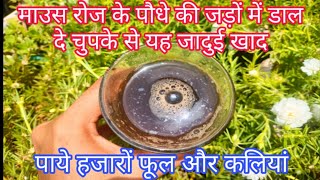 जून की गर्मी में Mossrose portulaca और vinca की जड़ों में डाल दे यह जादुई खाद #gardening