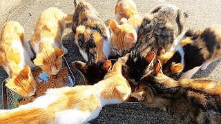 かわいい子猫たちと母猫たちにカルカン(kalkan)とちゅ～るを給餌したらうまそうに食べた １０月１２日から工事がはじまり立ち入り禁止になってしまう 野良猫 感動猫動画