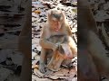 02 23 25 ​happy newborn monkey angkor monkey abandonedmonkey monkey monkeywildlife monkeybaby