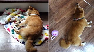 A guy who eats cucumbers and sleeps during the holidays | Japanese small Shiba Inu