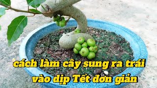 cách làm cây sung ra trái vào dịp Tết