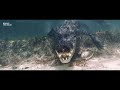 sentinel of solitude – freediving with crocodiles