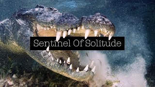 Sentinel Of Solitude – Freediving with Crocodiles