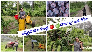 Apple and Plums Farm In Australia || Veenachaitanya Vlogs || Sydney Farms