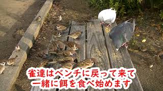 餌を貰いに来る雀達と白鳩、相棒君 20230105 16 （天満宮）