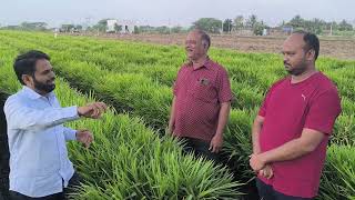 आले / अद्रक चा प्लॉट सर्व गाव पाहुणे प्लॉट पाहून जात आहेत, मार्गदर्शन बोरगावे टेक्नॉलॉजी #आले #adrak