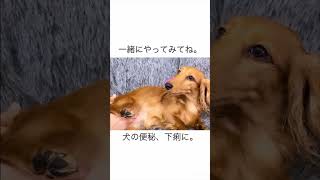 【ドッグマッサージ】犬の便秘、下痢にぜひ。真似してやってみてね。 #dog #ドッグマッサージ #ペットマッサージ #マッサージ #犬のいる暮らし #シニア犬 #puppy #dachshund