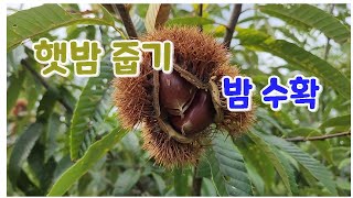 햇 밤 줍기(수확) 작업을 했습니다