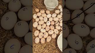 Day 1 .How to make egg incubator at home ,and hatch chicken or duck eggs.