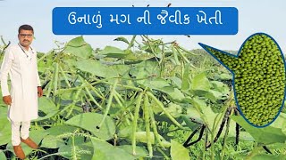 MOONG KI KHETI ,ઉનાળુ મગ ની વૈજ્ઞાનીક અને જૈવિક ખેતી.