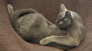 【ロシアンブルー 】変な体制で毛繕いする猫　#Shorts