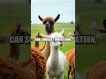 decoding llama body language unique signals and care