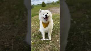 Reality of owning a samoyed