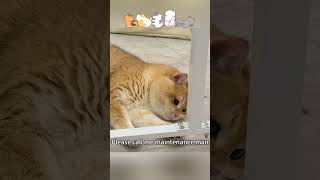 今天我是一名维修工#猫咪 #猫咪的日常 #猫咪的迷惑行为 #猫#治愈 #funny #打工#cat   #cute