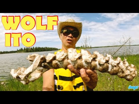 Nakakita kami ng kalansay ng wolf / Edmonton, Alberta Canada