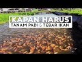 WAKTU TANAM PADI & TEBAR IKAN YANG HARUS KAMU TAHU | MINA PADI PART 3