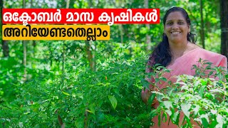 ഒക്ടോബർ മാസ കൃഷികൾ അറിയേണ്ടതെല്ലാം | October Krishi | Mini's Lifestyle