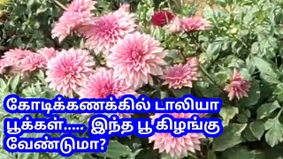 கோடிக்கணக்கில் டாலியா பூக்கள்.....  இந்த பூ கிழங்கு வேண்டுமா?