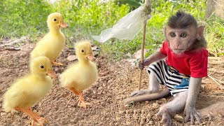 Baby SMART MONKEY BIN BoN duckling harvest secretly on the farm Animal Islands