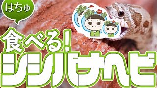 #セイブシシバナヘビ マウス食べるシシバナヘビかわいい 【ビバアクア】