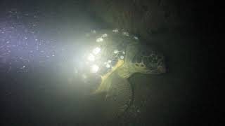 Mediterranean turtle Ashkelon Israel 35m night dive by M.Kovalis