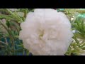 மாடித்தோட்டத்தில் moss rose table rose portulacaவளர்ப்பு how to grow moss rose portulaca