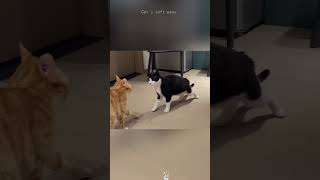 #cat #funny #happycats #catmemes #music #memes #trending #trendingshorts #tiktok #new #reels #WH