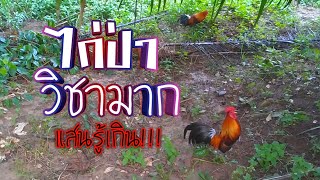 EP.15 ไก่ป่าแสนรู้ !!