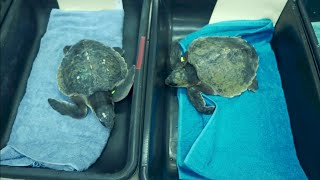 Chilled endangered turtles come to Keys from Cape Cod for medical treatment, warm up