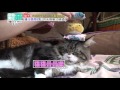 2016.05.15《寵物大聯萌》搶先看　型男 u0026兔兔到你家　邵庭在太歲頭上動土啦～