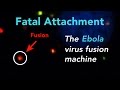 Fatal Attachment: Watch the Ebola virus fusion machine in action inside a human cell