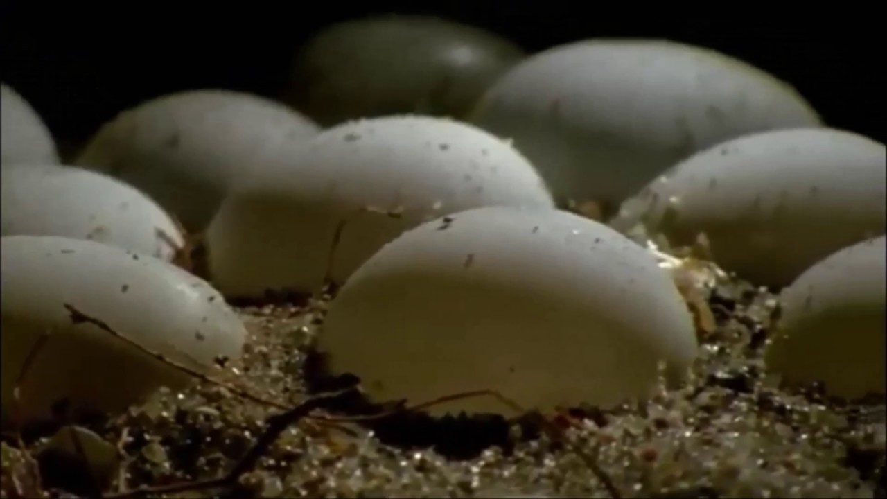 Sand Lizards On Springwatch 2017 Youtube