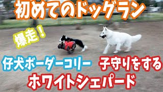 初めてドッグランに来た仔犬ボーダーコリーと子守りをしてくれるホワイトシェパード