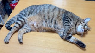 【多頭飼育】猫密度が高い暮らし