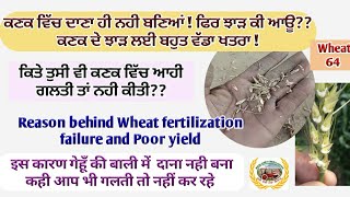 Reasons behind poor fertilization in wheat!  ਕਣਕ ਵਿਚ ਦਾਣਾ ਨਾ ਬਨਣ ਦਾ ਪ੍ਮੁੱਖ ਕਾਰਨ! #wheat #dana