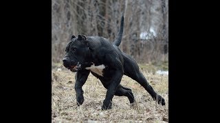 Presa Canario E Dogo Argentino 4x4