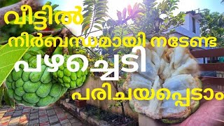 സീതപ്പഴം നടാൻ 10 കാരണങ്ങൾ | Custard Apple | Fruit plant
