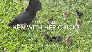 Mama Hen With Her Chicks Eating Bread Bits