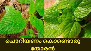 ചൊറിയണം കൊണ്ടൊരു തോരൻ🍀🍀👩‍🍳👩‍🍳 | Nettle Plant Side dish 🧑‍🍳🧑‍🍳🌿🌿