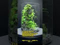 moss terrarium ～2309 7～ コケリウム shorts terrarium 苔テラリウム 苔 moss 苔