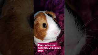 Disney princess's I named my Guinea pigs after #guineapig #followme#cute #shorts #frozen