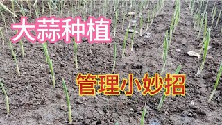 大蒜出苗后，简单一个小动作，蒜苗长势旺没病害，赶快学学吧