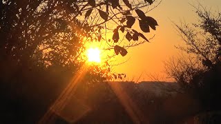 【秋の青葉公園】【夕散歩の風景】➤香椿チャンチン➤シモツゲの花➤どんぐりクヌギ➤イエローマーガレットコスモス➤桜の紅葉➤萩の花➤夕日は輝き沈む➤2020/11/12Video