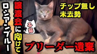 ロシアンブルーの子猫が捨てられた訳【里親募集中】