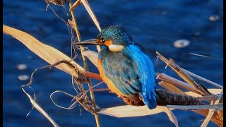 カワセミ狛江地区お父さん往路 2025 01 13 #カワセミ #野鳥 #birds #wildlife #nature #自然観察ぶらり散歩