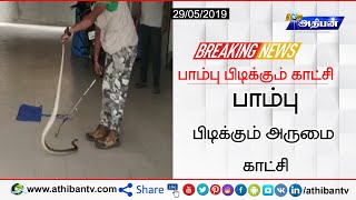 Snake catching scene - பாம்பு பிடிக்கும் காட்சி